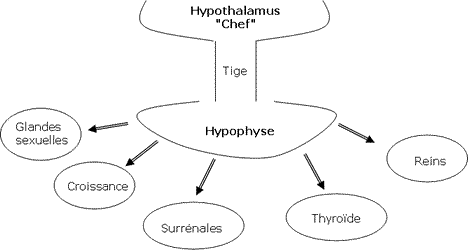 hormones